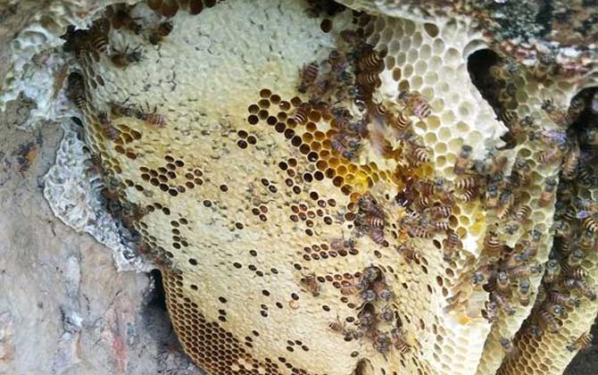 養(yǎng)中蜂最忌些什么東西？(中蜂養(yǎng)殖的注意事項)