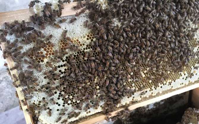 養(yǎng)中蜂最忌些什么東西？(中蜂養(yǎng)殖的注意事項)