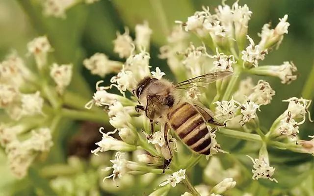 野桂花蜜有蜜嗎(野桂花蜜的功效與作用) 野桂花蜜有蜜嗎(野桂花蜜的功效與作用)