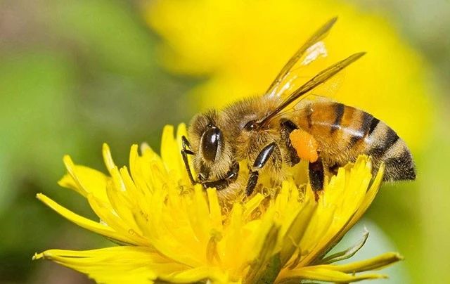 工蜂產(chǎn)的卵是什么蜂（產(chǎn)卵的工蜂長(zhǎng)什么樣子）