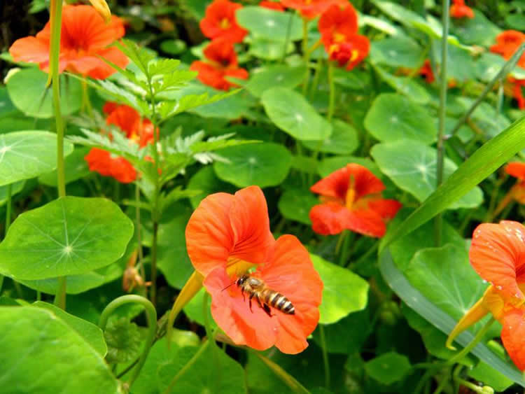 蜜蜂的資料有哪些內(nèi)容？