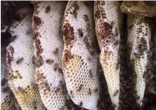 采集野生蜂蜜的注意事項(野外割蜜和土養蜂蜜的過濾方法和注意事項) 采集野生蜂蜜的注意事項(野外割蜜和土養蜂蜜的過濾方法和注意事項)