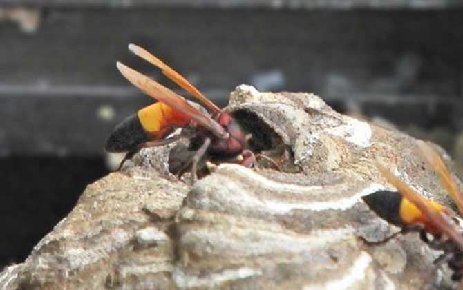 黃腰虎頭蜂是不是虎頭蜂(黃腰胡蜂是不是虎頭蜂) 黃腰虎頭蜂是不是虎頭蜂(黃腰胡蜂是不是虎頭蜂)