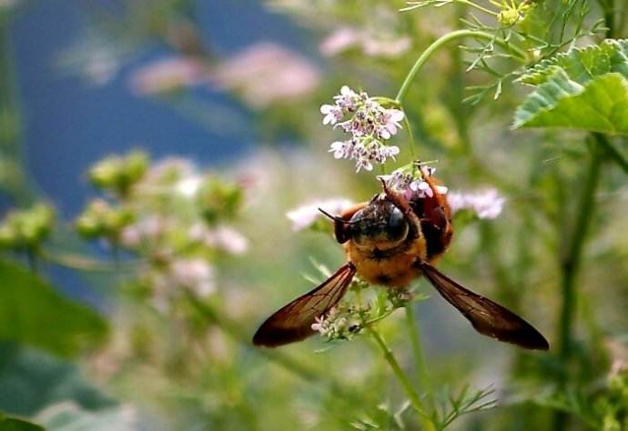 蜜蜂和黃蜂的區別 蜜蜂和黃蜂的區別