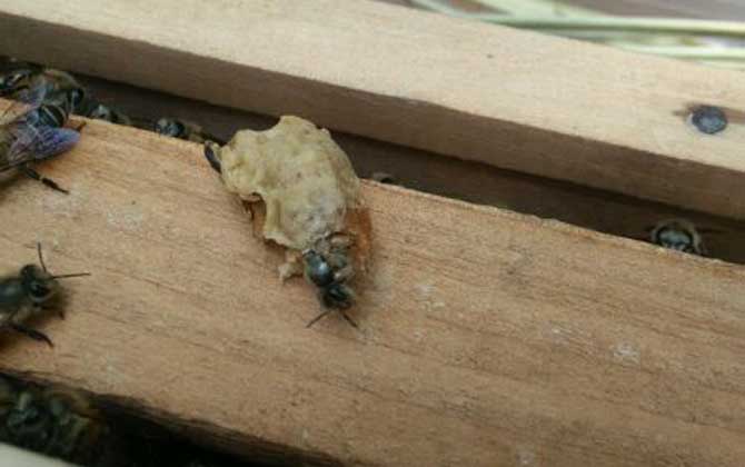 <p>     工蜂產卵是養蜂生產中經常遇到的事情，尤以蜂群失王且不能急造王臺時最為普遍，事實上工蜂也是具備一定生殖能力的雌蜂，有時工蜂產的卵甚至還能被急造成王臺，下面一起來看一看工蜂產的王臺是不是蜂王吧！ </p> <p style="TEXT-ALIGN: center">     <img alt="王臺"  data-cke-saved-src="http://www.kumifeng.com/uploadfile/2019/0716/20190716071017323.jpg"/> src="http://www.kumifeng.com/uploadfile/2019/0716/20190716071017323.jpg"/> </p> <p>     <strong>一、性別</strong> </p> <p>     工蜂和蜂王一樣是受精卵發育成的雌性蜜蜂，但工蜂的生殖器官發育并不完善，事實上導致這種差異的根本原因是工蜂和蜂王在幼蟲期的食物不同，其中蜂王始終以蜂王漿為食并能完成生殖器官的發育，而工蜂在吃三天蜂王漿之后就只能以花粉和花蜜為食。 </p> <p style="TEXT-ALIGN: center">     <img alt="王臺"  data-cke-saved-src="http://www.kumifeng.com/uploadfile/2019/0716/20190716071026507.jpg"/> src="http://www.kumifeng.com/uploadfile/2019/0716/20190716071026507.jpg"/> </p> <p>     <strong>二、產卵</strong> </p> <p>     工蜂實際上是具備一定生殖能力的雌性蜜蜂，當蜂群中有蜂王時工蜂卵巢發育會受到蜂王分泌的蜂王信息素所抑制，而且即便是有少數工蜂在產卵這些工蜂的卵也會被蜂王清理掉，一旦蜂群失王且無法急造王臺來培育新王時大量工蜂便會因卵巢發育而產卵。 </p> <p style="TEXT-ALIGN: center">     <img alt="王臺"  data-cke-saved-src="http://www.kumifeng.com/uploadfile/2019/0716/20190716071035956.jpg"/> src="http://www.kumifeng.com/uploadfile/2019/0716/20190716071035956.jpg"/> </p> <p>     <strong>三、造臺</strong> </p> <p>     蜂群失王后工蜂能用工蜂小幼蟲來急造王臺，但前提是群勢要足夠強且蜂群中有適齡工蜂小幼蟲，一旦蜂群不能急造王臺則大量工蜂開始產卵且少數工蜂卵也能完成孵化，若此時蜂群仍有強烈的育王意念時甚至還能看到工蜂用工蜂卵孵化成的幼蟲急造王臺。 </p> <p style="TEXT-ALIGN: center">     <img alt="王臺"  data-cke-saved-src="http://www.kumifeng.com/uploadfile/2019/0716/20190716071045833.jpg"/> src="http://www.kumifeng.com/uploadfile/2019/0716/20190716071045833.jpg"/> </p> <p>     <strong>四、論述</strong> </p> <p>     工蜂產卵急造成的王臺絕對不能培育出蜂王，原因是工蜂的生殖器官發育不完善且只能產未受精卵，這些未受精卵就算能順利孵化也只能發育成雄蜂，而蜂王則必須是由受精卵發育成且終身以蜂王漿為食的雌蜂，另外工蜂卵急造的王臺很快會被蜂群破壞掉。 </p> <p>     綜上所述，蜂群失王后工蜂雖然能因卵巢發育而產卵，但只能產未受精卵(卵細胞)且只能發育成雄蜂，因此工蜂產卵急造的王臺絕對不能培育出蜂王，而且在這些王臺羽化之前往往會被蜂群破壞掉。 </p>