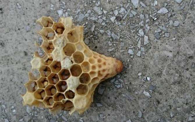 <p>     工蜂產卵是養蜂生產中經常遇到的事情，尤以蜂群失王且不能急造王臺時最為普遍，事實上工蜂也是具備一定生殖能力的雌蜂，有時工蜂產的卵甚至還能被急造成王臺，下面一起來看一看工蜂產的王臺是不是蜂王吧！ </p> <p style="TEXT-ALIGN: center">     <img alt="王臺"  data-cke-saved-src="http://www.kumifeng.com/uploadfile/2019/0716/20190716071017323.jpg"/> src="http://www.kumifeng.com/uploadfile/2019/0716/20190716071017323.jpg"/> </p> <p>     <strong>一、性別</strong> </p> <p>     工蜂和蜂王一樣是受精卵發育成的雌性蜜蜂，但工蜂的生殖器官發育并不完善，事實上導致這種差異的根本原因是工蜂和蜂王在幼蟲期的食物不同，其中蜂王始終以蜂王漿為食并能完成生殖器官的發育，而工蜂在吃三天蜂王漿之后就只能以花粉和花蜜為食。 </p> <p style="TEXT-ALIGN: center">     <img alt="王臺"  data-cke-saved-src="http://www.kumifeng.com/uploadfile/2019/0716/20190716071026507.jpg"/> src="http://www.kumifeng.com/uploadfile/2019/0716/20190716071026507.jpg"/> </p> <p>     <strong>二、產卵</strong> </p> <p>     工蜂實際上是具備一定生殖能力的雌性蜜蜂，當蜂群中有蜂王時工蜂卵巢發育會受到蜂王分泌的蜂王信息素所抑制，而且即便是有少數工蜂在產卵這些工蜂的卵也會被蜂王清理掉，一旦蜂群失王且無法急造王臺來培育新王時大量工蜂便會因卵巢發育而產卵。 </p> <p style="TEXT-ALIGN: center">     <img alt="王臺"  data-cke-saved-src="http://www.kumifeng.com/uploadfile/2019/0716/20190716071035956.jpg"/> src="http://www.kumifeng.com/uploadfile/2019/0716/20190716071035956.jpg"/> </p> <p>     <strong>三、造臺</strong> </p> <p>     蜂群失王后工蜂能用工蜂小幼蟲來急造王臺，但前提是群勢要足夠強且蜂群中有適齡工蜂小幼蟲，一旦蜂群不能急造王臺則大量工蜂開始產卵且少數工蜂卵也能完成孵化，若此時蜂群仍有強烈的育王意念時甚至還能看到工蜂用工蜂卵孵化成的幼蟲急造王臺。 </p> <p style="TEXT-ALIGN: center">     <img alt="王臺"  data-cke-saved-src="http://www.kumifeng.com/uploadfile/2019/0716/20190716071045833.jpg"/> src="http://www.kumifeng.com/uploadfile/2019/0716/20190716071045833.jpg"/> </p> <p>     <strong>四、論述</strong> </p> <p>     工蜂產卵急造成的王臺絕對不能培育出蜂王，原因是工蜂的生殖器官發育不完善且只能產未受精卵，這些未受精卵就算能順利孵化也只能發育成雄蜂，而蜂王則必須是由受精卵發育成且終身以蜂王漿為食的雌蜂，另外工蜂卵急造的王臺很快會被蜂群破壞掉。 </p> <p>     綜上所述，蜂群失王后工蜂雖然能因卵巢發育而產卵，但只能產未受精卵(卵細胞)且只能發育成雄蜂，因此工蜂產卵急造的王臺絕對不能培育出蜂王，而且在這些王臺羽化之前往往會被蜂群破壞掉。 </p>