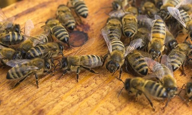 蜜蜂的平均壽命一般有多長(zhǎng)?能活多久? 蜜蜂的平均壽命一般有多長(zhǎng)?能活多久?