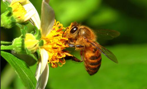 蜜蜂孢子蟲病如何防治？