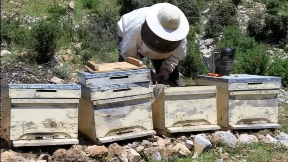 養(yǎng)蜜蜂的蜂箱通風口應該裝在什么位置（詳解蜂箱通風口安裝位置）