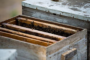 養(yǎng)蜜蜂的蜂箱通風口應該裝在什么位置（詳解蜂箱通風口安裝位置）