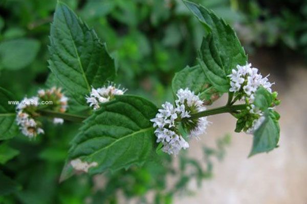中草藥蜜源植物有哪些（常見的蜜源植物有哪些）