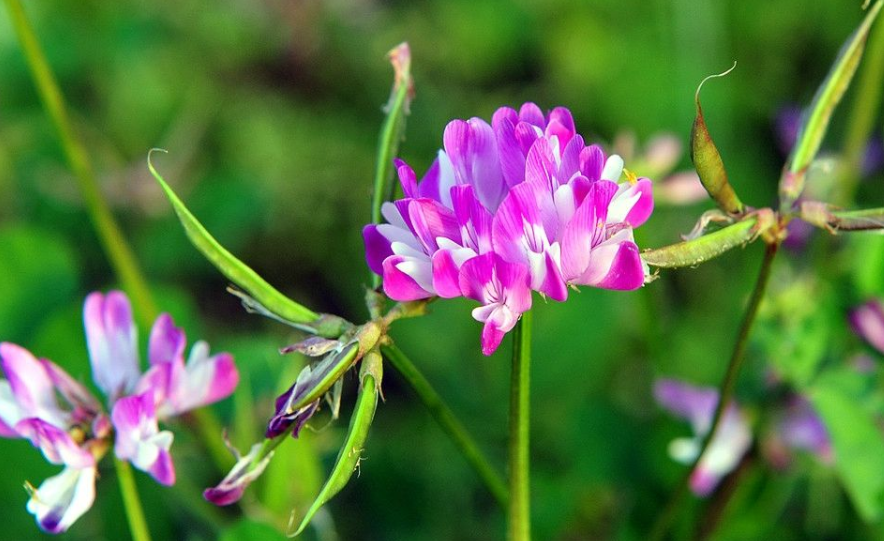 中草藥蜜源植物有哪些（常見的蜜源植物有哪些）