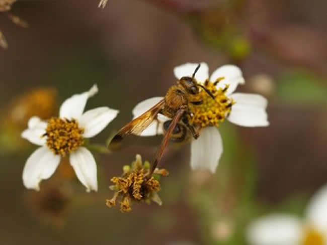 天氣冷了蜜蜂怎樣管理？