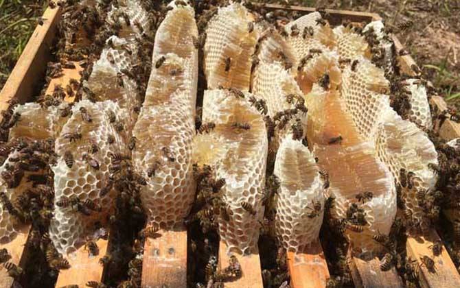 巢蟲防治最有效方法 巢蟲