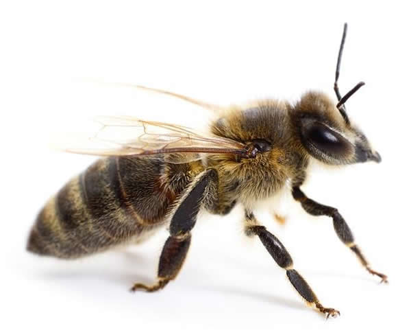 工蜂如何喂養(yǎng)幼蟲的? 工蜂如何喂養(yǎng)幼蟲的?