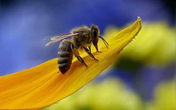 工蜂如何喂養(yǎng)幼蟲的? 工蜂如何喂養(yǎng)幼蟲的?