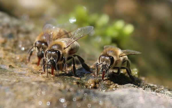 工蜂如何喂養(yǎng)幼蟲的? 工蜂如何喂養(yǎng)幼蟲的?