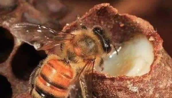 工蜂如何喂養(yǎng)幼蟲的? 工蜂如何喂養(yǎng)幼蟲的?