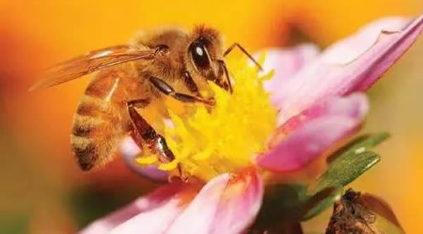 工蜂如何喂養(yǎng)幼蟲的? 工蜂如何喂養(yǎng)幼蟲的?