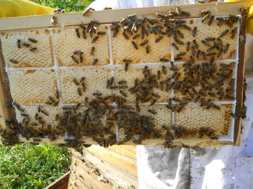 東北黑蜂蜂箱幾層 東北黑蜂蜂箱幾層
