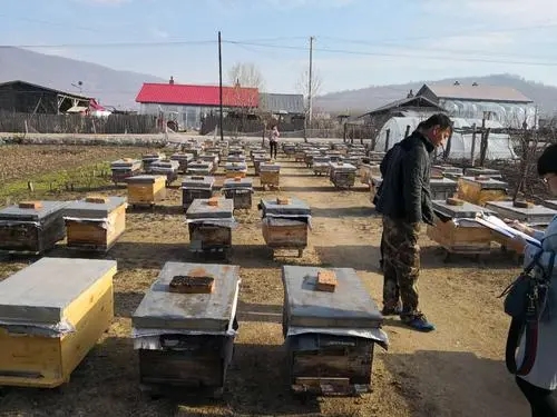 東北黑蜂蜂箱幾層 東北黑蜂蜂箱幾層