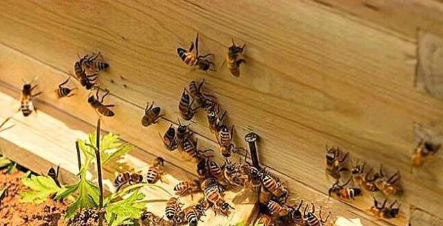 蜂路一般要多寬(蜜蜂蜂路標(biāo)準(zhǔn)距離) 蜂路一般要多寬(蜜蜂蜂路標(biāo)準(zhǔn)距離)