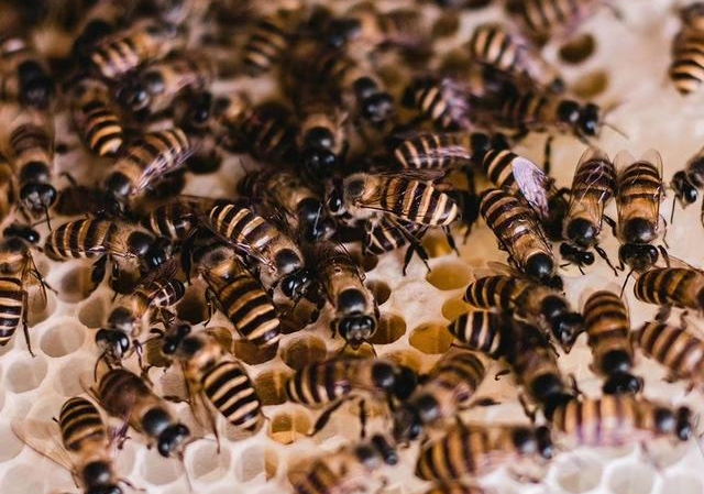 蜂路一般要多寬(蜜蜂蜂路標(biāo)準(zhǔn)距離) 蜂路一般要多寬(蜜蜂蜂路標(biāo)準(zhǔn)距離)