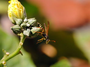 工蜂的糞便是什么樣(老蜂農都通過這招找到蜜蜂巢穴) 工蜂的糞便是什么樣(老蜂農都通過這招找到蜜蜂巢穴)