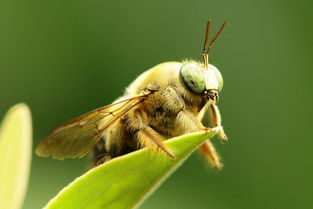 工蜂的糞便是什么樣(老蜂農都通過這招找到蜜蜂巢穴) 工蜂的糞便是什么樣(老蜂農都通過這招找到蜜蜂巢穴)