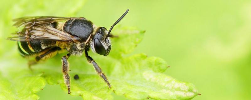 工蜂的糞便是什么樣(老蜂農都通過這招找到蜜蜂巢穴) 工蜂的糞便是什么樣(老蜂農都通過這招找到蜜蜂巢穴)