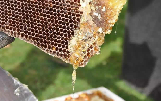 如何掌握蜜蜂的蜂脾關(guān)系? 蜂脾關(guān)系