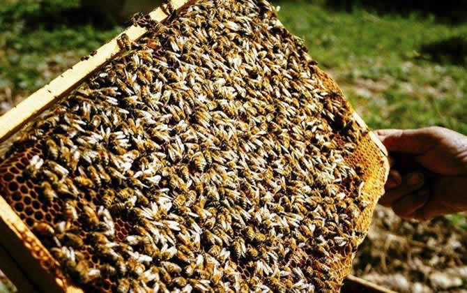 如何掌握蜜蜂的蜂脾關(guān)系? 蜂脾關(guān)系