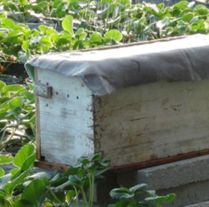 新手怎樣用方桶養蜂（新手用方桶養蜂，橫著放還是豎著放好）·