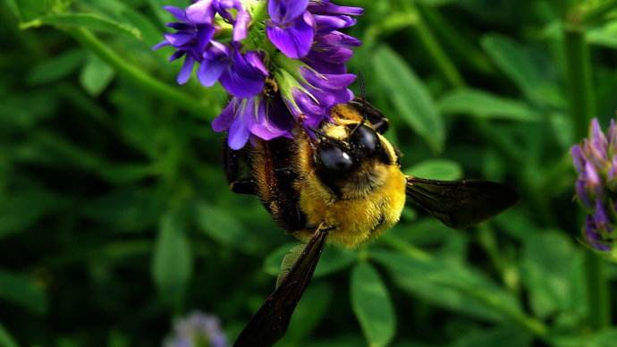 蜜蜂的養殖技術有哪些？