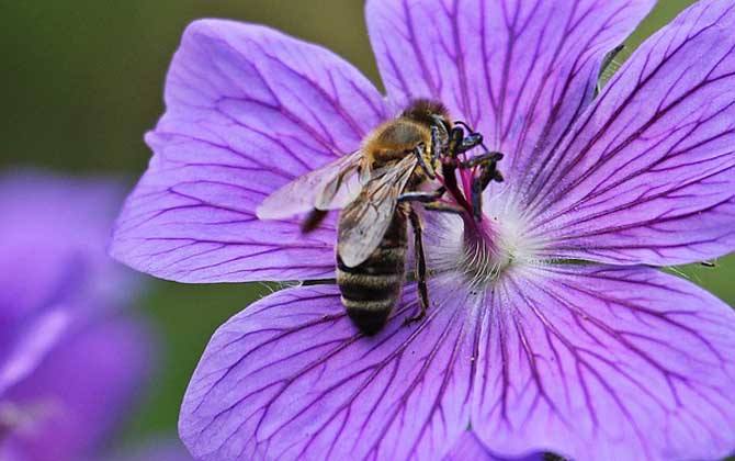 蜜蜂的養殖技術有哪些？
