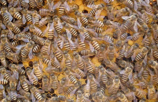 蜜蜂黑蜂病如何防治? 蜜蜂黑蜂病如何防治?