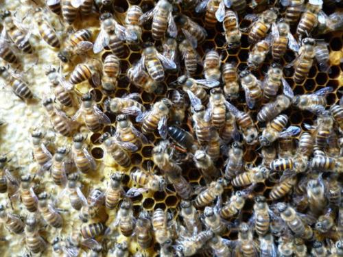 土蜂和意蜂能放在一個(gè)蜂場(chǎng)養(yǎng)嗎（中蜂和意蜂混養(yǎng)）