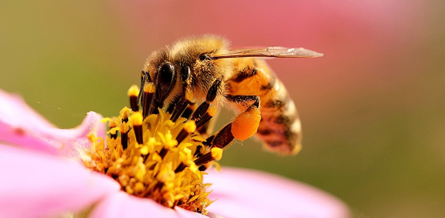 工蜂拖幼蟲是什么原因? 工蜂拖幼蟲是什么原因?