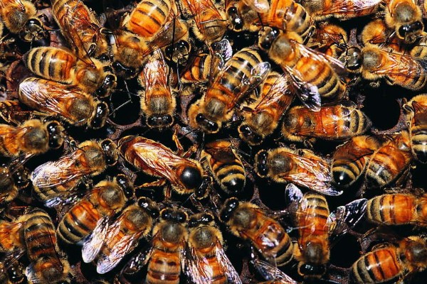 蜂王交尾時間選擇幾點(蜂王一生交多少次尾) 蜂王交尾時間選擇幾點(蜂王一生交多少次尾)