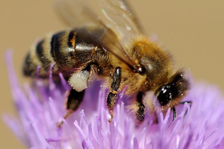 中蜂如何飼養雙王群?有什么優點和缺點(中蜂雙王群的三利三弊) 中蜂如何飼養雙王群?有什么優點和缺點(中蜂雙王群的三利三弊)