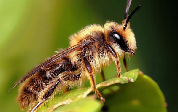 【蜜蜂知識(shí)】夏季蜂王停產(chǎn)的原因? 【蜜蜂知識(shí)】夏季蜂王停產(chǎn)的原因?