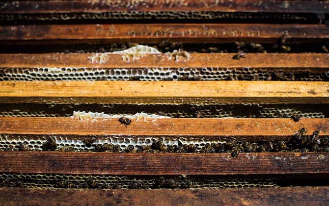 蜜蜂養(yǎng)殖新技術(shù)及注意事項(xiàng)(蜜蜂養(yǎng)殖實(shí)用技術(shù)介紹) 蜜蜂養(yǎng)殖新技術(shù)及注意事項(xiàng)(蜜蜂養(yǎng)殖實(shí)用技術(shù)介紹)