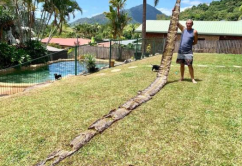 10米巨蟒真的存在？世界上最大的蟒蛇多長？溫度上升出現新品種