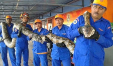 10米巨蟒真的存在？世界上最大的蟒蛇多長？溫度上升出現新品種