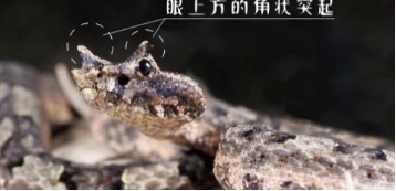 10米巨蟒真的存在？世界上最大的蟒蛇多長？溫度上升出現新品種