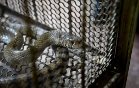 10米巨蟒真的存在？世界上最大的蟒蛇多長？溫度上升出現新品種