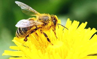 阿壩中蜂的習(xí)性( 阿壩王的生物習(xí)性) 阿壩中蜂的習(xí)性( 阿壩王的生物習(xí)性)