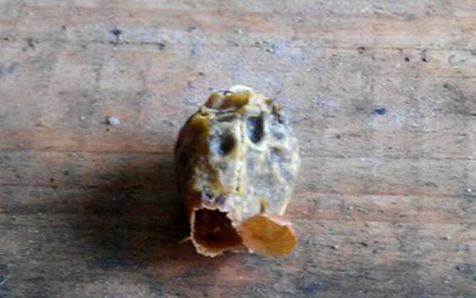 人造王臺幾天封蓋 人造王臺幾天封蓋