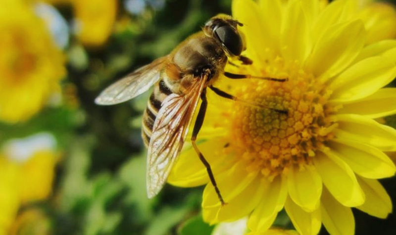 養蜂怎么管理(蜜蜂的養殖與管理要點) 養蜂怎么管理(蜜蜂的養殖與管理要點)