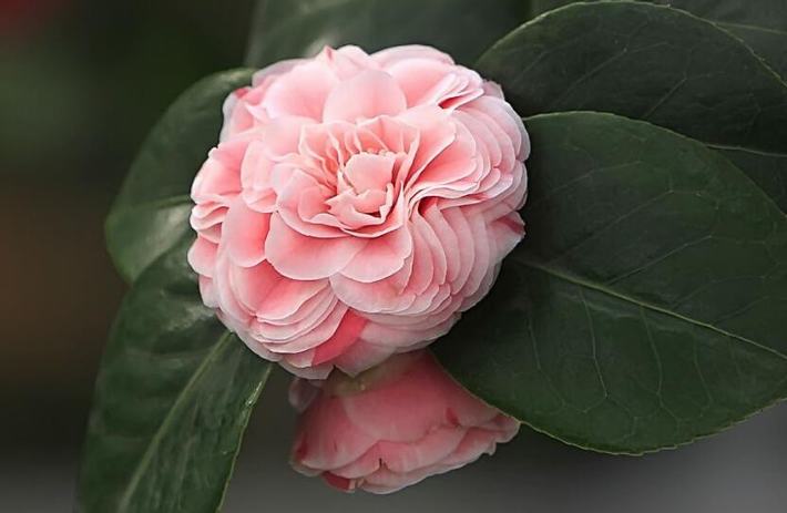 山茶花什么時(shí)候開(kāi)花（山茶花的開(kāi)花時(shí)間和周期）